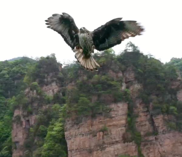 为保护鸟类栖息地 张家界一景区禁飞无人机 为保护鸟类栖息地 张家界一景区禁飞无人机