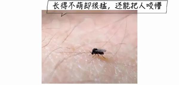 五月外出，当心这种长得像蚊子的小虫！此地有人中招