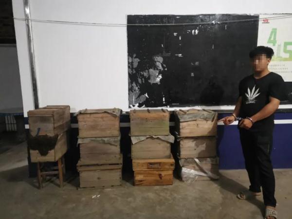 想当“采蜂大盗”？警方：抓！