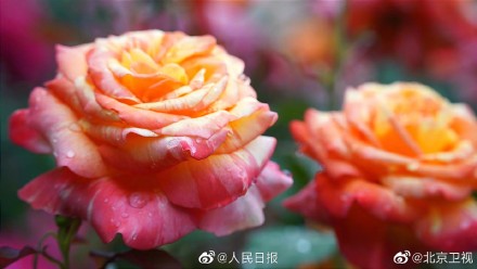 好美！雨后月季高清特写