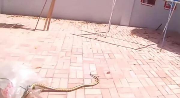 野生蛇类出没 安徽多地最新提示