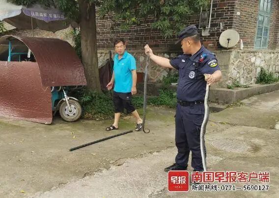 当心！眼镜蛇、蟒蛇出没，居民被吓一跳