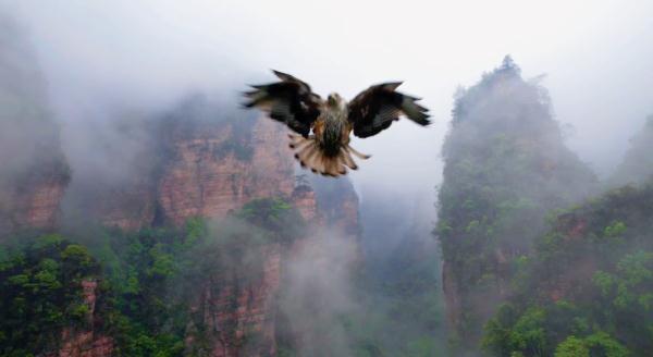 为保护鸟类栖息地 张家界一景区禁飞无人机 为保护鸟类栖息地 张家界一景区禁飞无人机