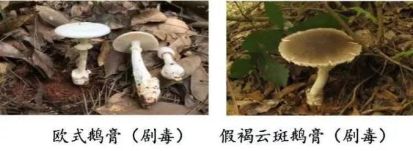 “毒王”蘑菇或有解药了！