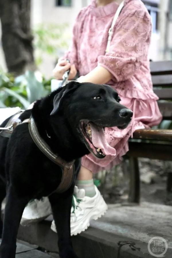 重庆第一只导盲犬“拉多”:谢谢你八年的深情陪伴 重庆第一只导盲犬“拉多”:谢谢你八年的深情陪伴