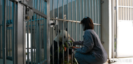 香港女孩陪熊猫相亲嫁到四川