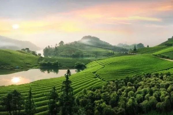 浙江5地入选!2023特色魅力茶乡名单发布 浙江5地入选!2023特色魅力茶乡名单发布