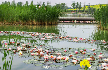 超美的!北京温榆河公园的睡莲开了 超美的!北京温榆河公园的睡莲开了
