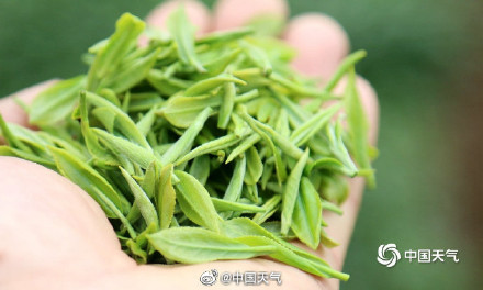 揭秘茶树茶叶的气候密码 气温是主要因素 揭秘茶树茶叶的气候密码 气温是主要因素