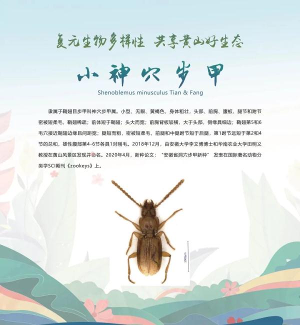 全球新物种！在安徽发现