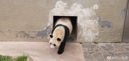 香港女孩陪熊猫相亲嫁到四川
