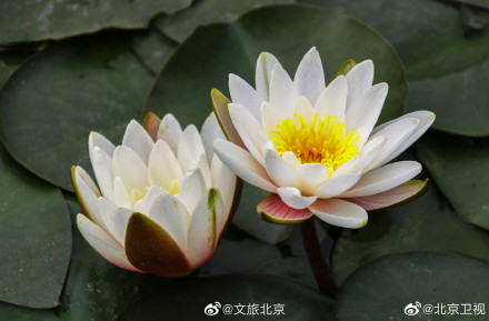 超美的!北京温榆河公园的睡莲开了 超美的!北京温榆河公园的睡莲开了