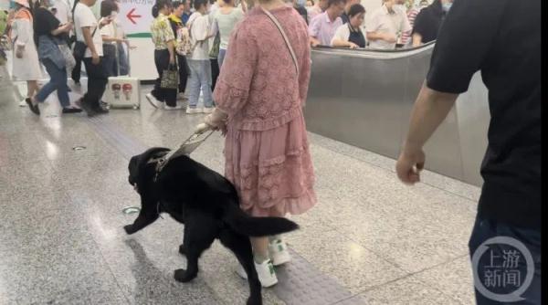 重庆第一只导盲犬“拉多”:谢谢你八年的深情陪伴 重庆第一只导盲犬“拉多”:谢谢你八年的深情陪伴
