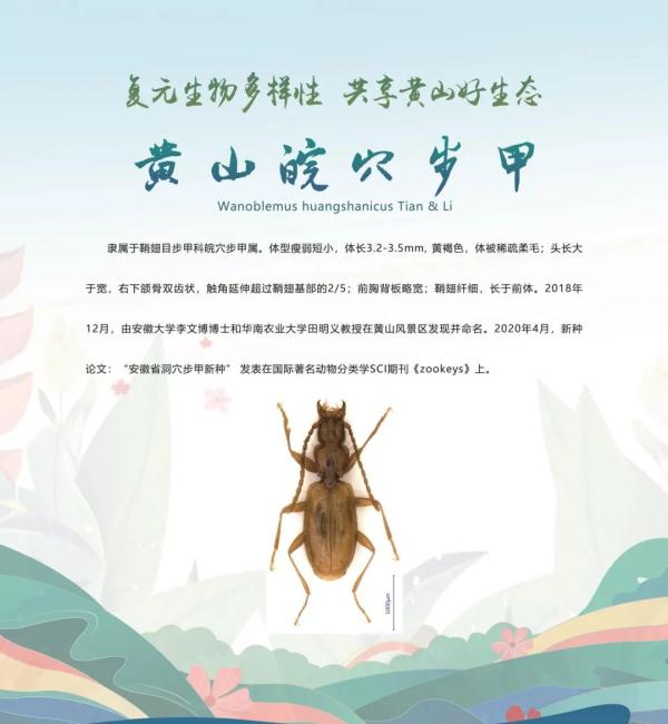 全球新物种！在安徽发现