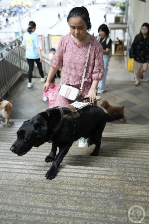 重庆第一只导盲犬“拉多”:谢谢你八年的深情陪伴 重庆第一只导盲犬“拉多”:谢谢你八年的深情陪伴