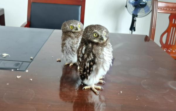 “猫头鹰妈妈,你崽在警察那” “猫头鹰妈妈,你崽在警察那”