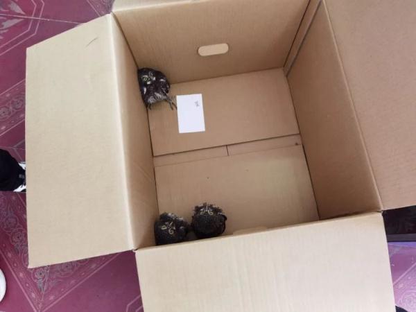 “猫头鹰妈妈,你崽在警察那” “猫头鹰妈妈,你崽在警察那”