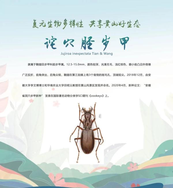 全球新物种！在安徽发现