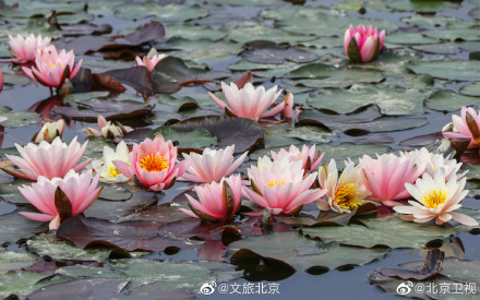 超美的!北京温榆河公园的睡莲开了 超美的!北京温榆河公园的睡莲开了