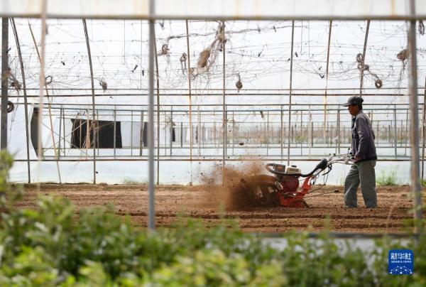 黄河岸边打造现代化蔬菜基地