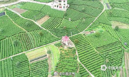 揭秘茶树茶叶的气候密码 气温是主要因素 揭秘茶树茶叶的气候密码 气温是主要因素