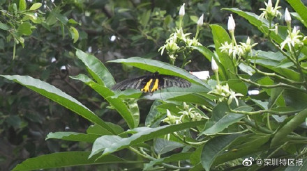 大鹏新区发现国家级保护动物共86种 另有5个物种为深圳首次记录