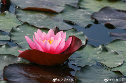 超美的!北京温榆河公园的睡莲开了 超美的!北京温榆河公园的睡莲开了