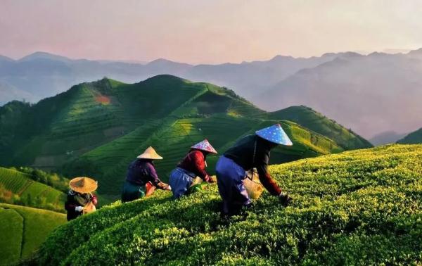 浙江5地入选!2023特色魅力茶乡名单发布 浙江5地入选!2023特色魅力茶乡名单发布