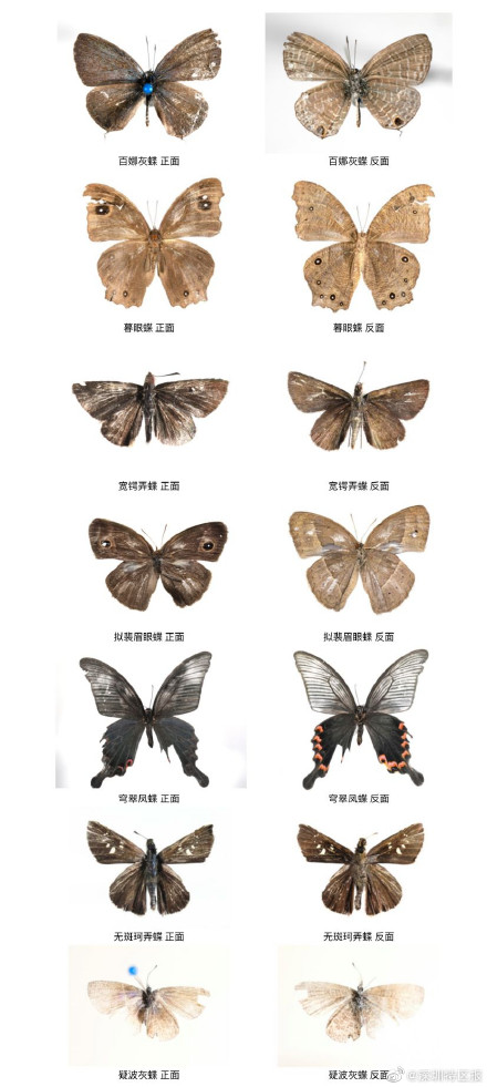 大鹏新区发现国家级保护动物共86种 另有5个物种为深圳首次记录