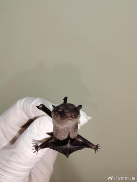 大鹏新区发现国家级保护动物共86种 另有5个物种为深圳首次记录