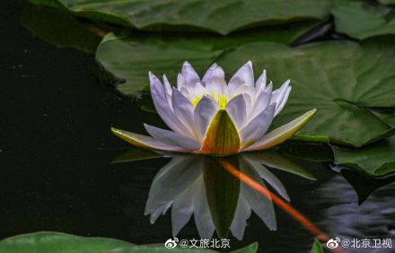 超美的!北京温榆河公园的睡莲开了 超美的!北京温榆河公园的睡莲开了