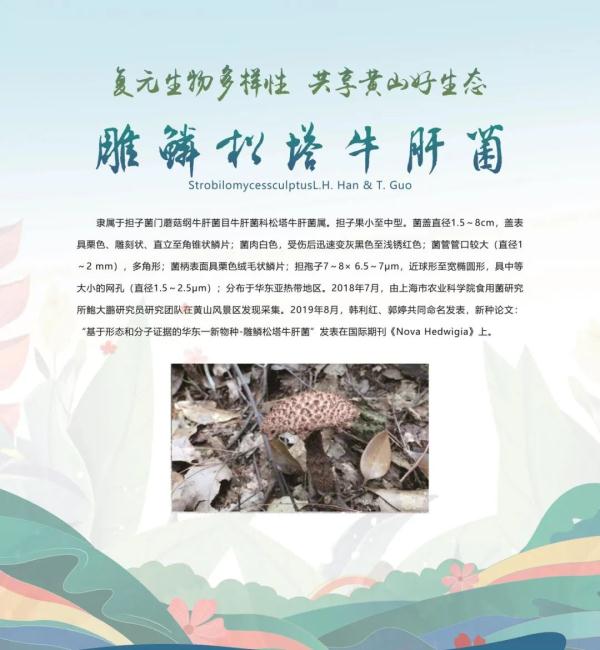 全球新物种！在安徽发现
