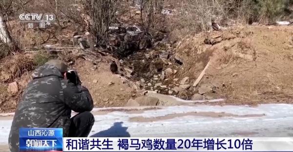 在大院里遛个弯 发现一只“天降”奇鸟→