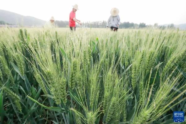 今日，小满！小得盈满，恰是圆满