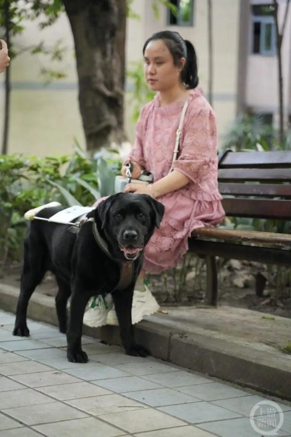 重庆第一只导盲犬“拉多”:谢谢你八年的深情陪伴 重庆第一只导盲犬“拉多”:谢谢你八年的深情陪伴
