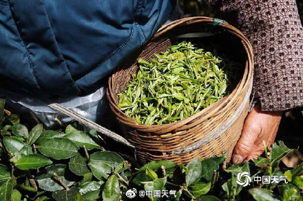 揭秘茶树茶叶的气候密码 气温是主要因素 揭秘茶树茶叶的气候密码 气温是主要因素