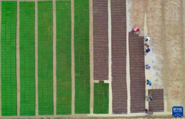 今日，小满！小得盈满，恰是圆满