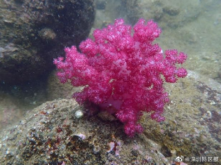 大鹏新区发现国家级保护动物共86种 另有5个物种为深圳首次记录