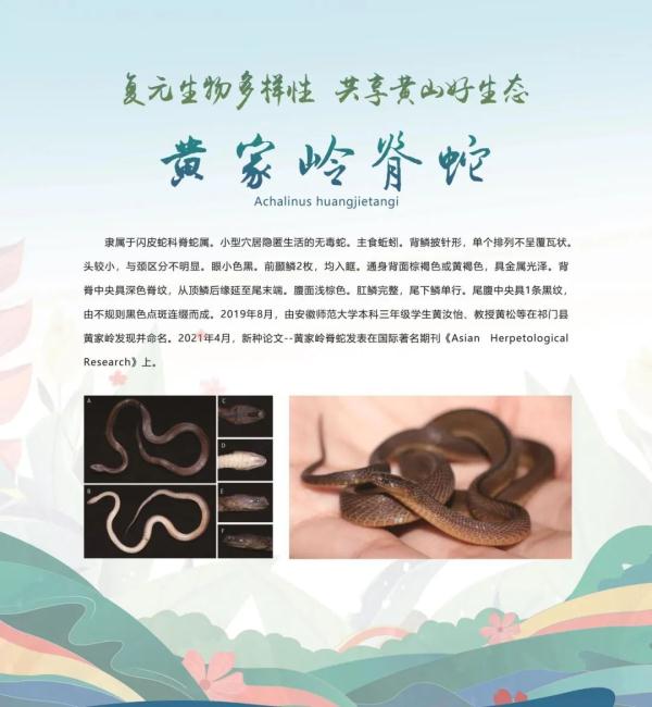 全球新物种！在安徽发现