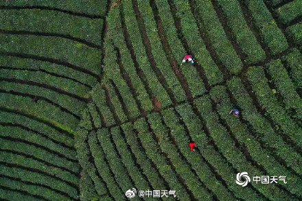 揭秘茶树茶叶的气候密码 气温是主要因素 揭秘茶树茶叶的气候密码 气温是主要因素