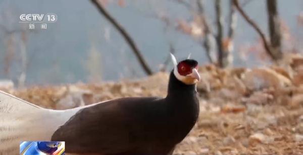 在大院里遛个弯 发现一只“天降”奇鸟→