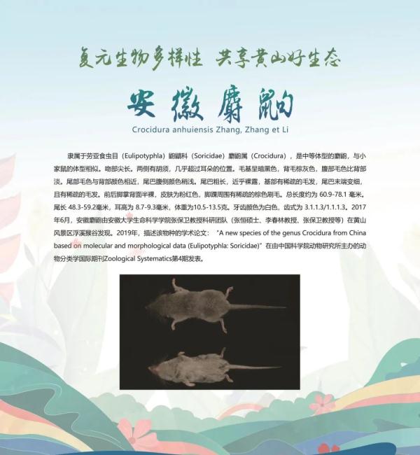 全球新物种！在安徽发现