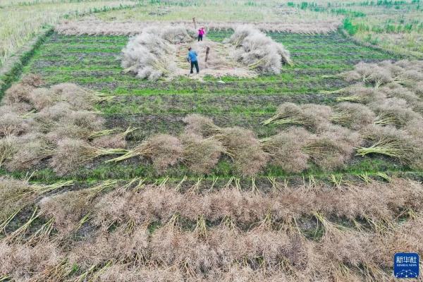 今日，小满！小得盈满，恰是圆满