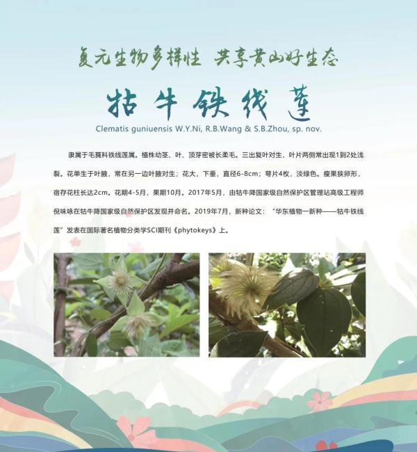 全球新物种！在安徽发现