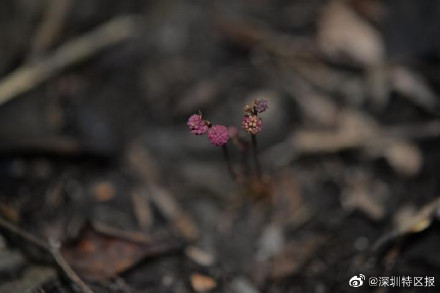 大鹏新区发现国家级保护动物共86种 另有5个物种为深圳首次记录