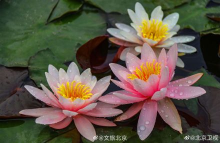 超美的!北京温榆河公园的睡莲开了 超美的!北京温榆河公园的睡莲开了