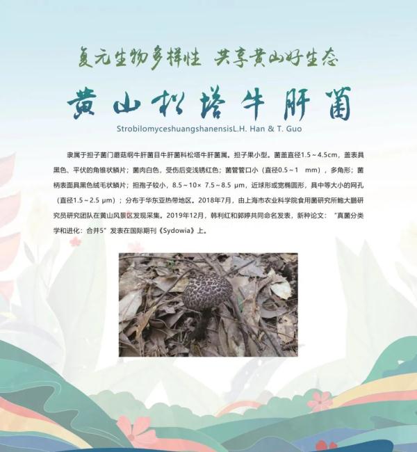 全球新物种！在安徽发现
