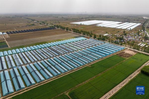 黄河岸边打造现代化蔬菜基地