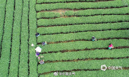 揭秘茶树茶叶的气候密码 气温是主要因素 揭秘茶树茶叶的气候密码 气温是主要因素
