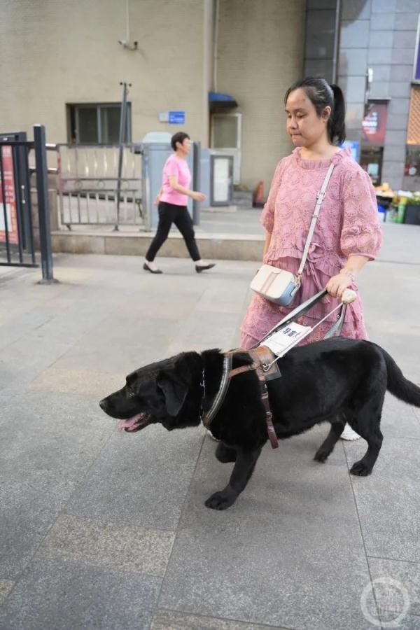 重庆第一只导盲犬“拉多”:谢谢你八年的深情陪伴 重庆第一只导盲犬“拉多”:谢谢你八年的深情陪伴
